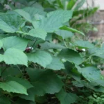 Buy Clerodendrum fragrans - Live Plant Online Shopping for Sale