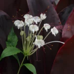 Buy Clerodendrum macrosiphon - Live Plant Online Shopping for Sale