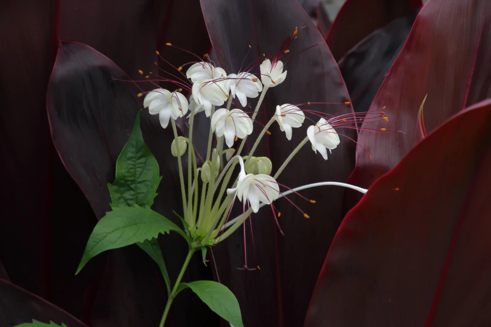 42240-clerodendrum-macrosiphon.webp Buy Clerodendrum macrosiphon - Live Plant Online Shopping for Sale - Image 1