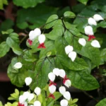 Buy Clerodendrum thomsonii - Live Plant Online Shopping for Sale