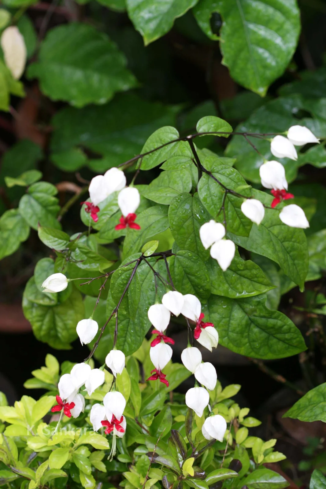 42242_opt-2.webp Buy Clerodendrum thomsoniae, Bleeding heart vine - Live Plant Online Shopping for Sale - Image 1