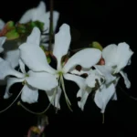 Buy Clerodendrum wallichii, Bridal veil vine- Live Plant Online Shopping for Sale