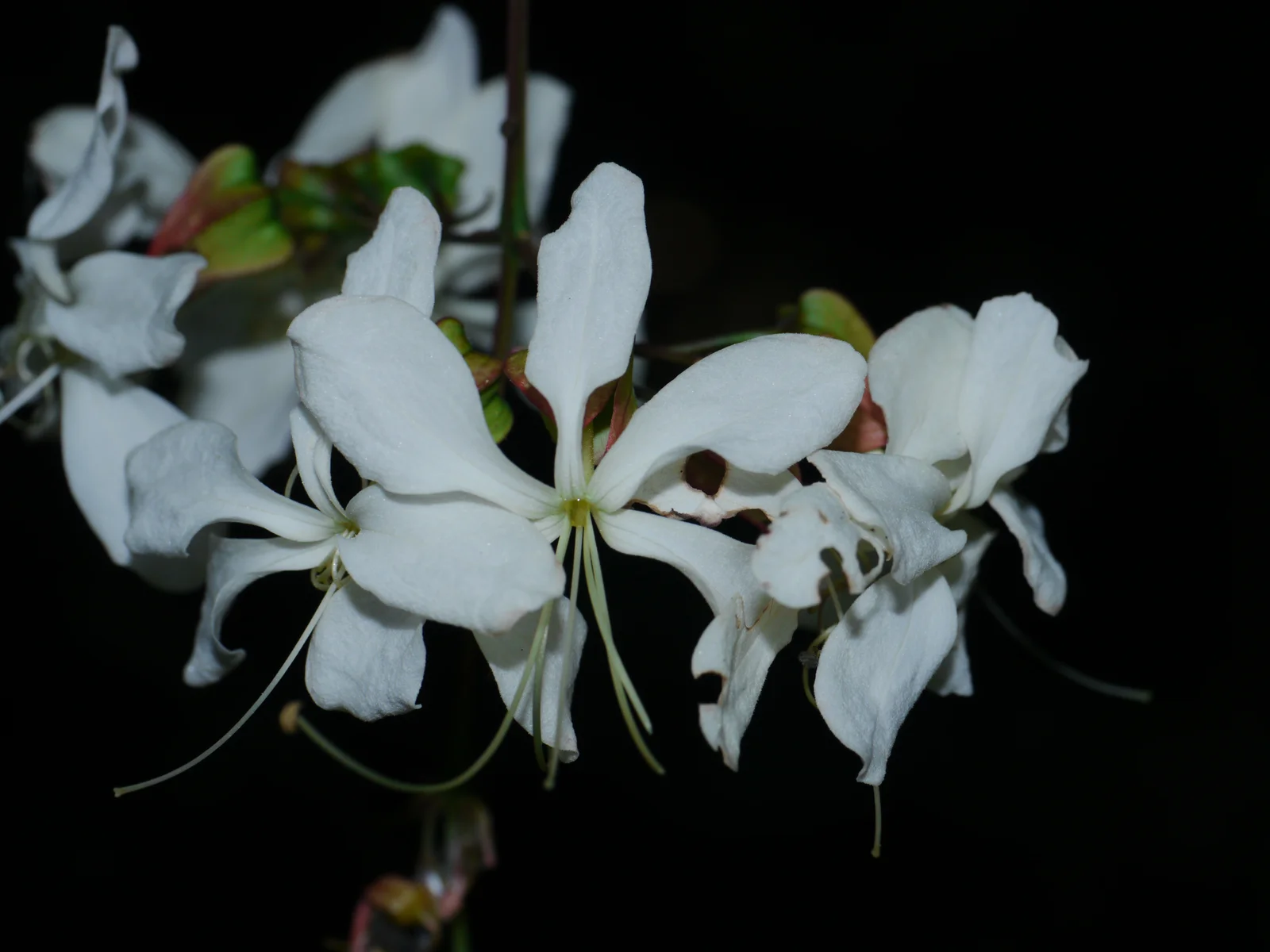 42243-clerodendrum-wallichi.webp Buy Clerodendrum wallichii, Bridal veil vine- Live Plant Online Shopping for Sale - Image 1