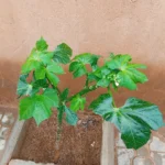 Buy Tree spinach, chaya, Cnidoscolus aconitifolius, Jatropha aconitifolia, chaya mansa - Live plant online shopping for sale