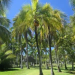Buy Cocos nucifera - Live Plant Online Shopping for Sale