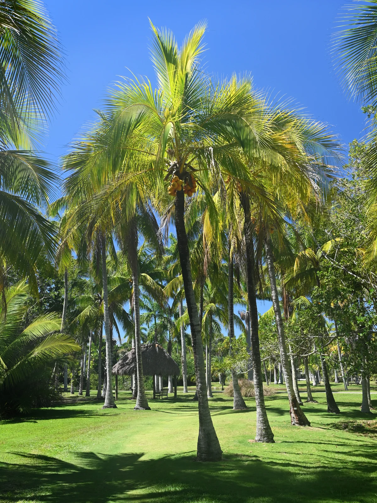 42248_wiki_opt.webp Buy Cocos nucifera - Live Plant Online Shopping for Sale - Image 1