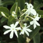 Buy Jasminum calophylu, setthu malli - Live plant online shopping 
for sale