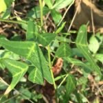 Buy Christia vespertilionis - Live Plant Online Shopping for Sale