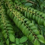 Buy Cansjera rheedi - Live Plant Online Shopping for Sale