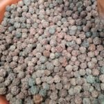 Buy 5 Mukhi Nepal original rudraksh Beads - 100 No's per packet - 
Online Shopping for Sale