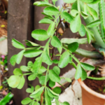 Buy 5 leaf Bael, 5 leaf vilvam, வில்வம் - 5 leaf - live plant online shopping for sale