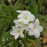 Buy Plumeria pudica - Live Plant Online Shopping for Sale