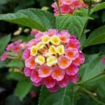 Buy Lantana sp - Live Plant Online Shopping for Sale