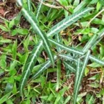 Buy Nannari, Indian sarsaparilla, நன்னாரி - Live Plant Online Shopping for Sale