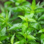 Buy Siriyanangai, சிறியாநங்கை - Live Plant Online Shopping for Sale