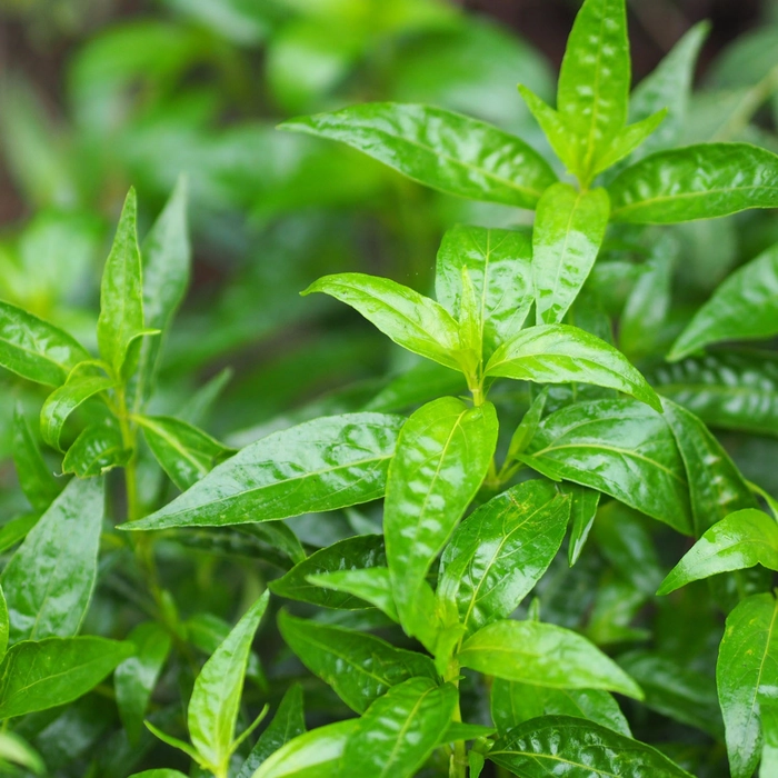 55bf4e40-e8a1-428e-abc5-c833e658e916 Buy Siriyanangai, சிறியாநங்கை - Live Plant Online Shopping for Sale - Image 1