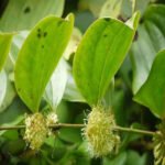 Buy Karu kalthamarai - Live Plant Online Shopping for Sale