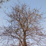Buy 5 leaf Bael, 5 leaf vilvam, வில்வம் - 5 leaf - 
live plant online shopping for sale