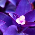 Buy Setcreasea purpurea - Live Plant Online Shopping for Sale