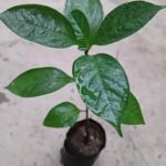 Buy Kalpavruksha, karpaga virutcham, Kalpavriksha - original, 
கற்பக விருட்சம் - Live plant online 
shopping for sale