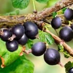 Buy Black amla kaali amla karunelli live plants online shopping 
for sale