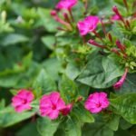 Buy Cassia spectabilis - Live Plant Online Shopping for Sale