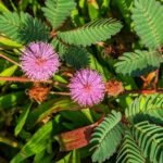 Buy Mimosa intsia - Live Plant Online Shopping for Sale