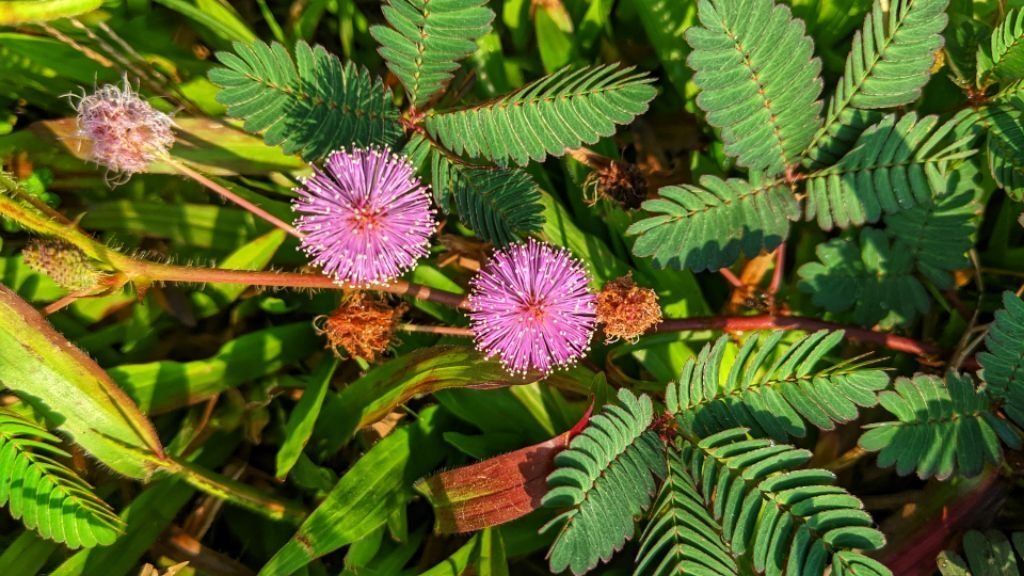 66d4be0a0080e04f7b702e326d68818d7c547c5d.jpeg Buy Mimosa intsia - Live Plant Online Shopping for Sale - Image 1