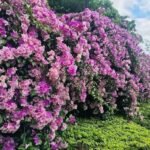 Buy Mansoa alliacea - Live Plant Online Shopping for Sale