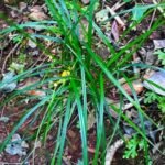 Buy Jothi pul, ஜோதிப்புல் - live plant online 
shopping for sale