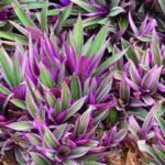 Buy Rhoeo spathacea - Live Plant Online Shopping for Sale