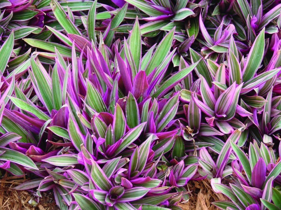 71nhPHenRML._SL1080_.jpg Buy Rhoeo spathacea - Live Plant Online Shopping for Sale - Image 1
