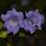 Buy Strobilanthes foliosa - Live Plant Online Shopping for Sale