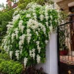 Buy Antigonon leptopus - Pink - Live Plant Online Shopping for Sale