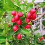 Buy Miracle Plant, ranakalli, katti potta kutti podum, 
ரணக்கல்லி, Bryophyllum Pinnatum, Ranakalli 
Lonnahadana, Kangida Elamarunga, Sima Jamuda, Zakhm Haigat, 
ज़ख्म हैगाटी - Live plant online shopping 
for sale