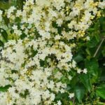 Buy Porana volubilis - Live Plant Online Shopping for Sale
