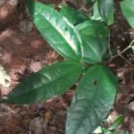 Buy Strychnos minor - Live Plant Online Shopping for Sale