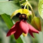 Buy Abroma augustum - Live Plant Online Shopping for Sale
