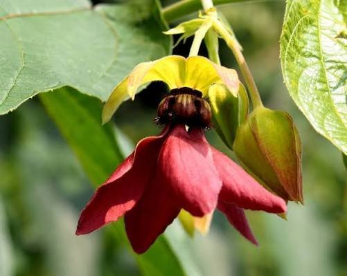 Abroma_augustum.jpg Buy Abroma augustum - Live Plant Online Shopping for Sale - Image 1