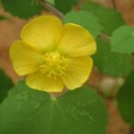 Buy Country Mallow, Abutilon Indicum Thuthithi, Tutti, 
Shrimudrigida, Pettaka, Tutiri Chettu, Kangahi, Atibala, 
कंघही, துத்தி - Live plant online shopping 
for sale