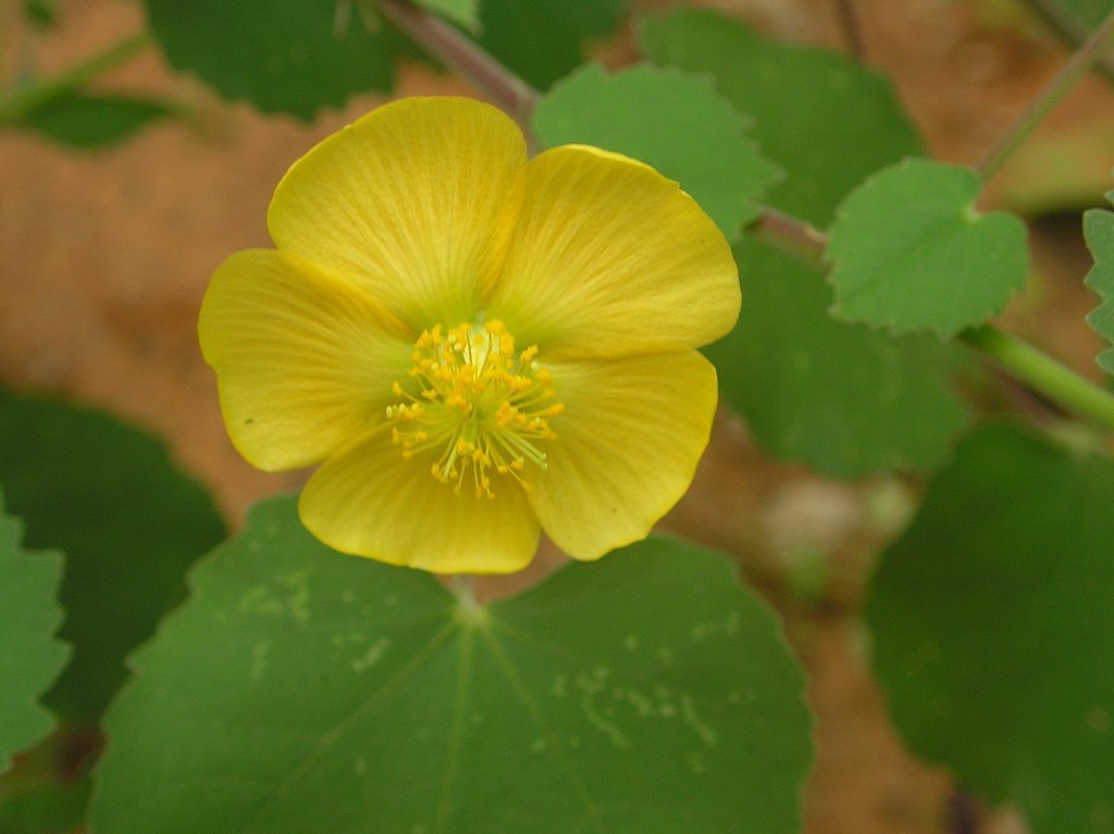 Abutilon_indicum.jpg Buy Country Mallow, Abutilon Indicum Thuthithi, Tutti,
Shrimudrigida, Pettaka, Tutiri Chettu, Kangahi, Atibala,
कंघही, துத்தி - Live plant online shopping
for sale - Image 1