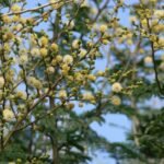 Buy Acacia leucopholea - Live Plant Online Shopping for Sale
