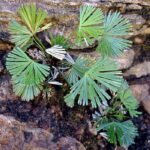 Buy actiniopteris radiata, mayur sigai, ray fern, mayurshikha, 
மயூர சிகை, மயில் சிகை, mayil 
sigai, मयूरशिखा - Live plant online shopping for 
sale