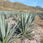 Buy Agave angustifolia - Live Plant Online Shopping for Sale