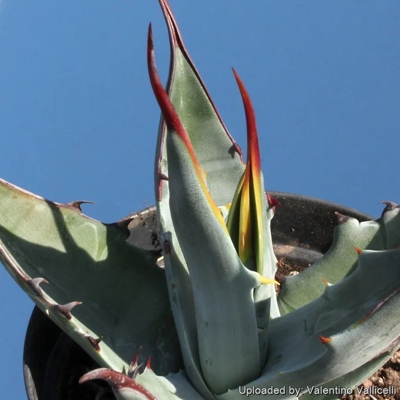 Agave_gigantica.jpg Buy Agave gigantica - Live Plant Online Shopping for Sale - Image 1