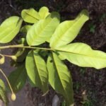 Buy Priyangu, Sokkala, Aglaia Elaeagnoidea, Chokkala, Punniyava, 
Priyangi, Yerraadugu, சொக்காலா - Live plant 
online shopping for sale