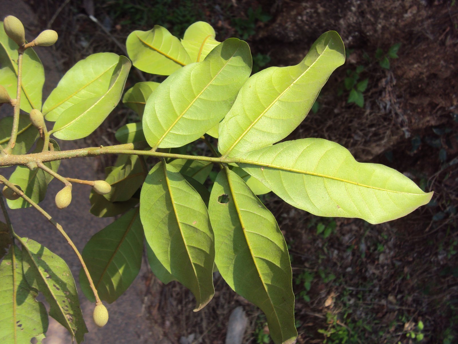 Aglaia_elaeagnoidea.jpg Buy Priyangu, Sokkala, Aglaia Elaeagnoidea, Chokkala, Punniyava,
Priyangi, Yerraadugu, சொக்காலா - Live plant
online shopping for sale - Image 1