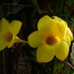 Buy Allamanda cathartica - Live Plant Online Shopping for Sale