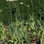 Buy Allium nigrum, black garlic, broad leaved leek, broadleaf 
garlic - Live plant online shopping for sale