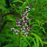 Buy Lippia citridora - Live Plant Online Shopping for Sale